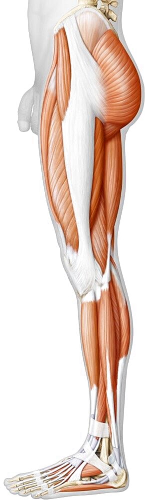 Muscle of the lower body lateral view