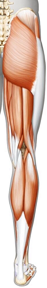Muscle of the leg and foot posterior view