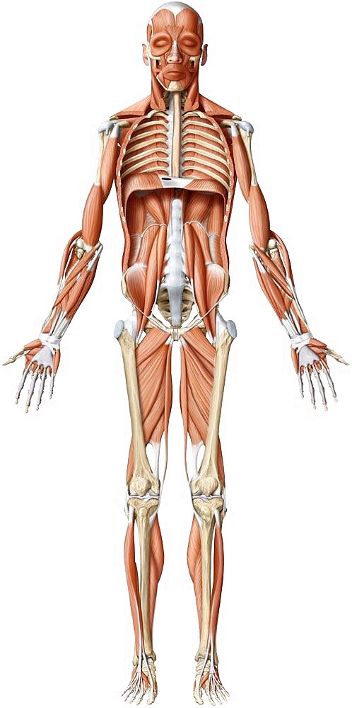 Main deep muscle anterior view