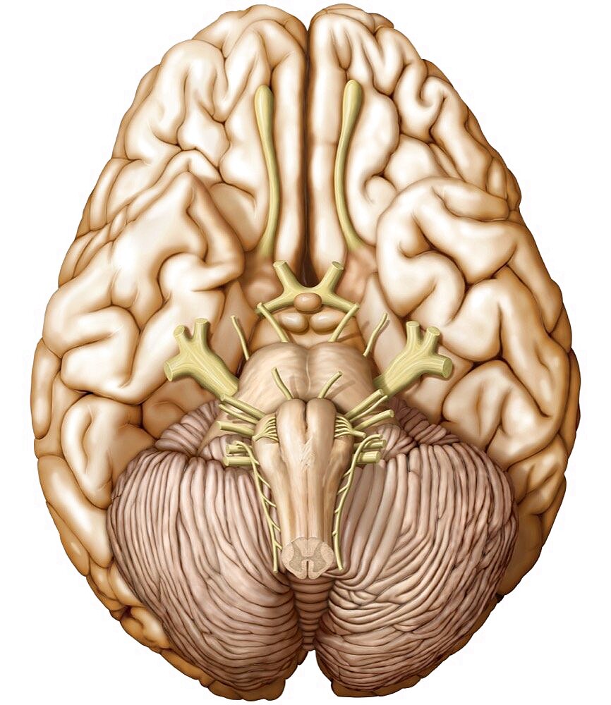 Brain inferior view