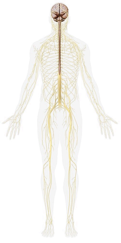 Overview of the nervous system