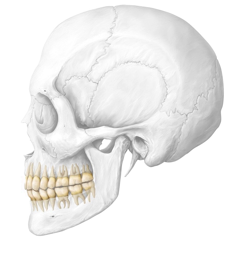 Wisdom teeth