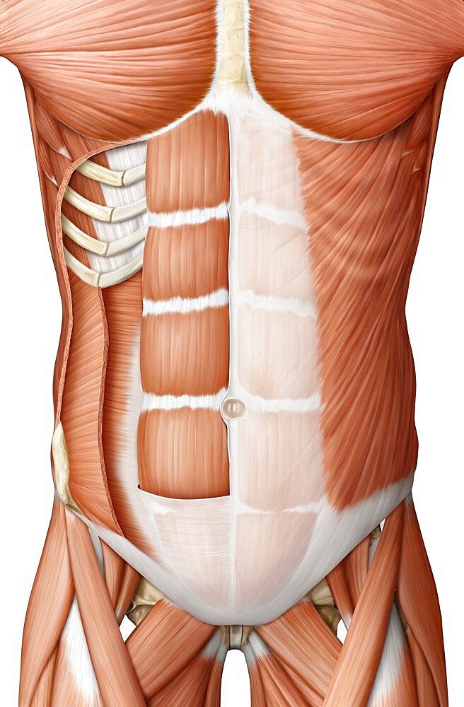 Trunk muscle anterior view