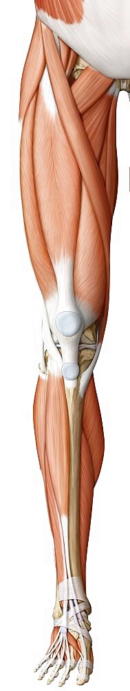 Muscle of the leg and foot anterior view