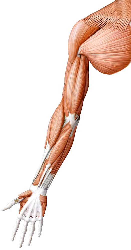 Muscle of the hand and arm anterior view