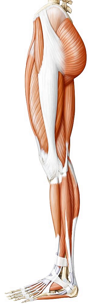 Muscle of the lower body lateral view