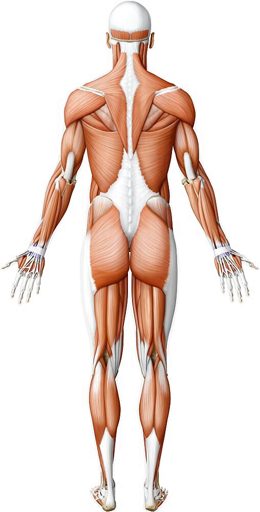 Main muscle posterior view