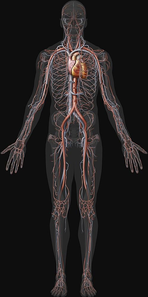 Overview of the cardiovascular system