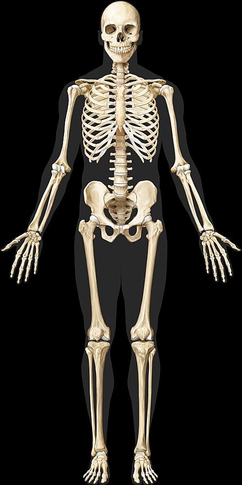 Human skeleton