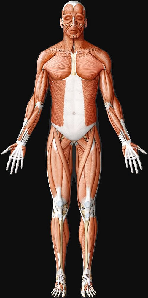 Main muscle anterior view