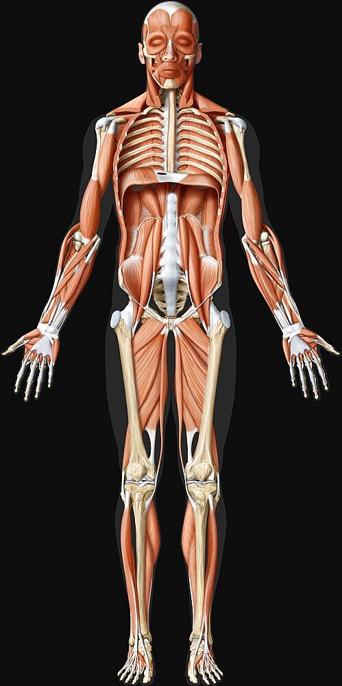Main deep muscle anterior view