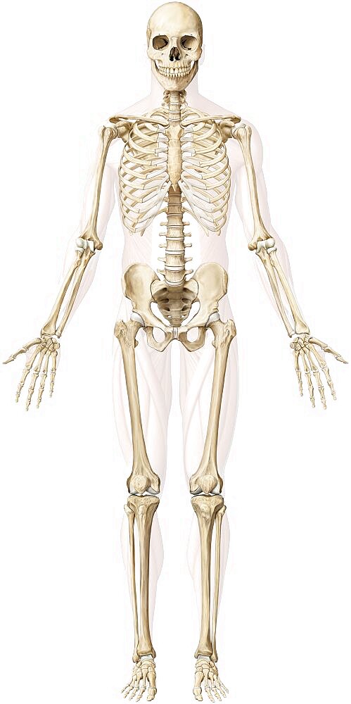 Human skeleton
