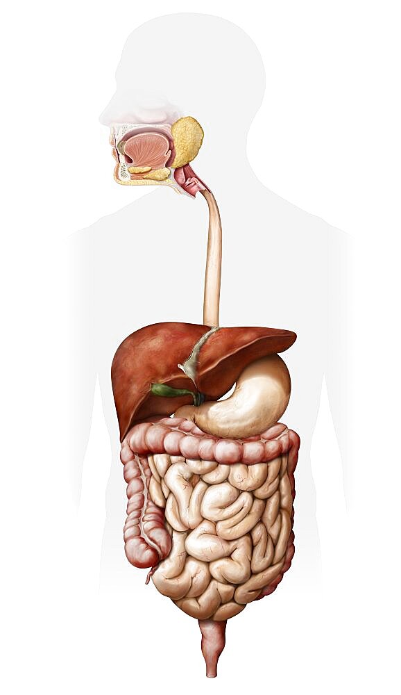 Overview of the digestive system