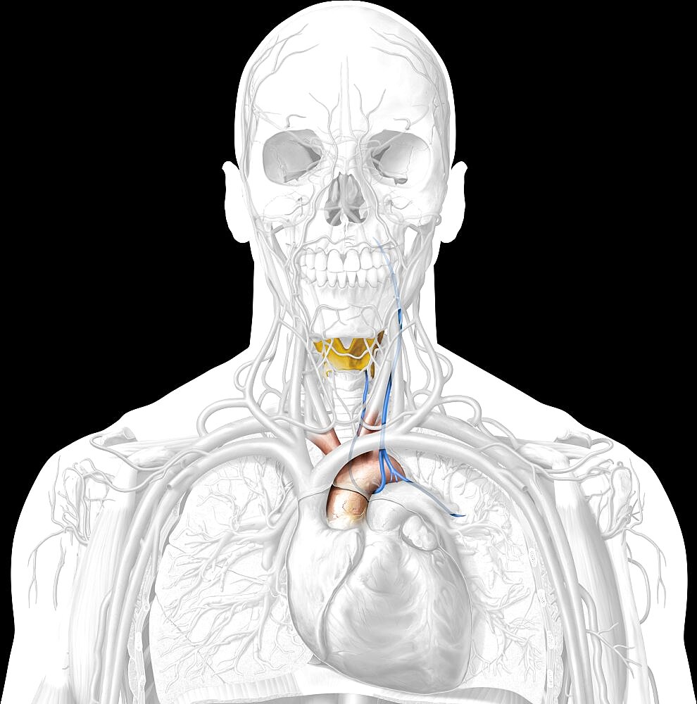Reccurent laryngeal nerve