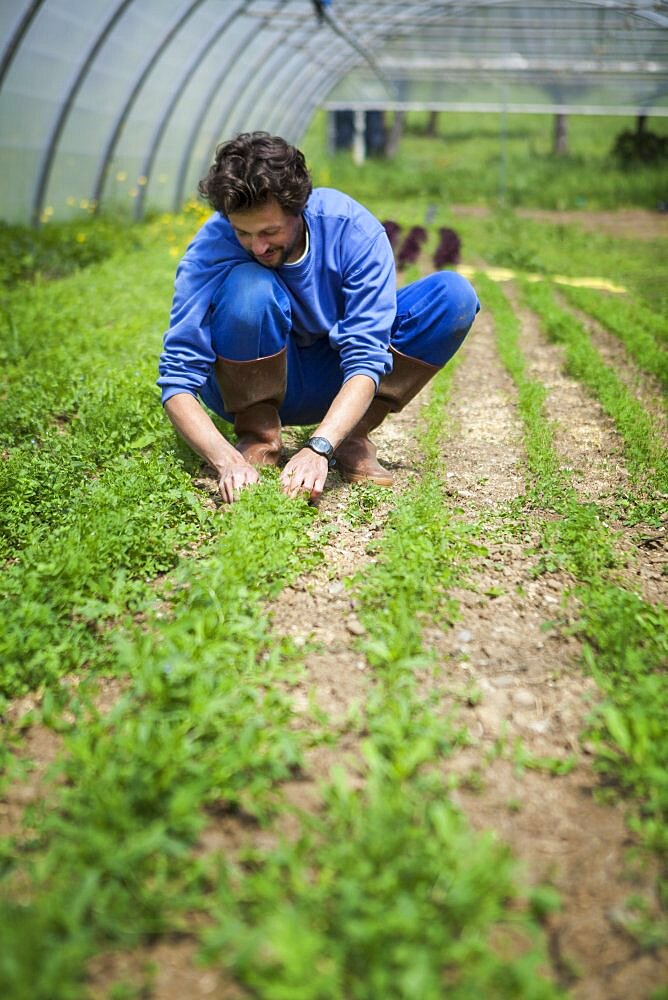 Organic farming