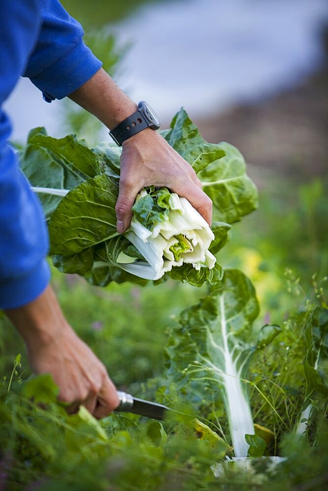 Organic farming