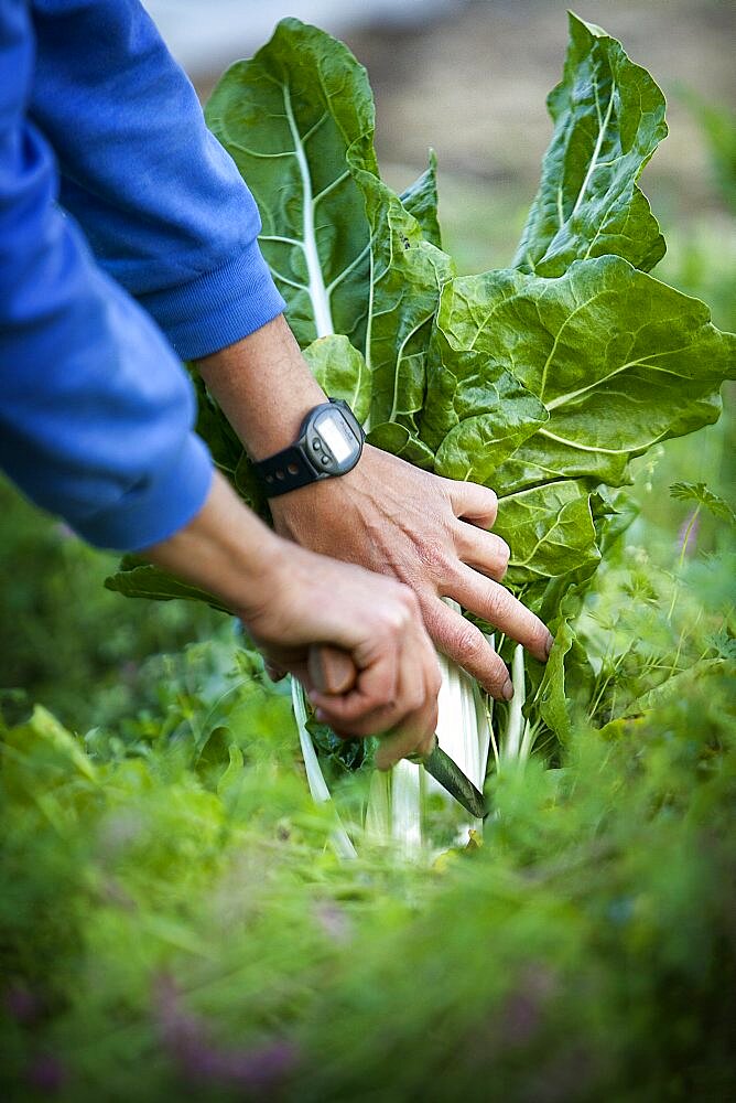 Organic farming