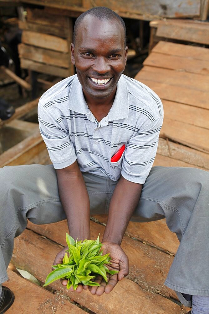 David Mucangi Mbogoh (showing tea leaves) runs a farm financed by a loan from BIMAS microcredit. He has been a client since 2002 and is currently servicing a loan of 1 million Kenyan shillings