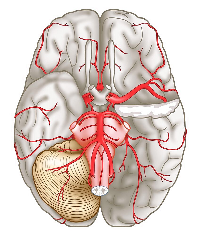 Cerebral Artery, Illustration