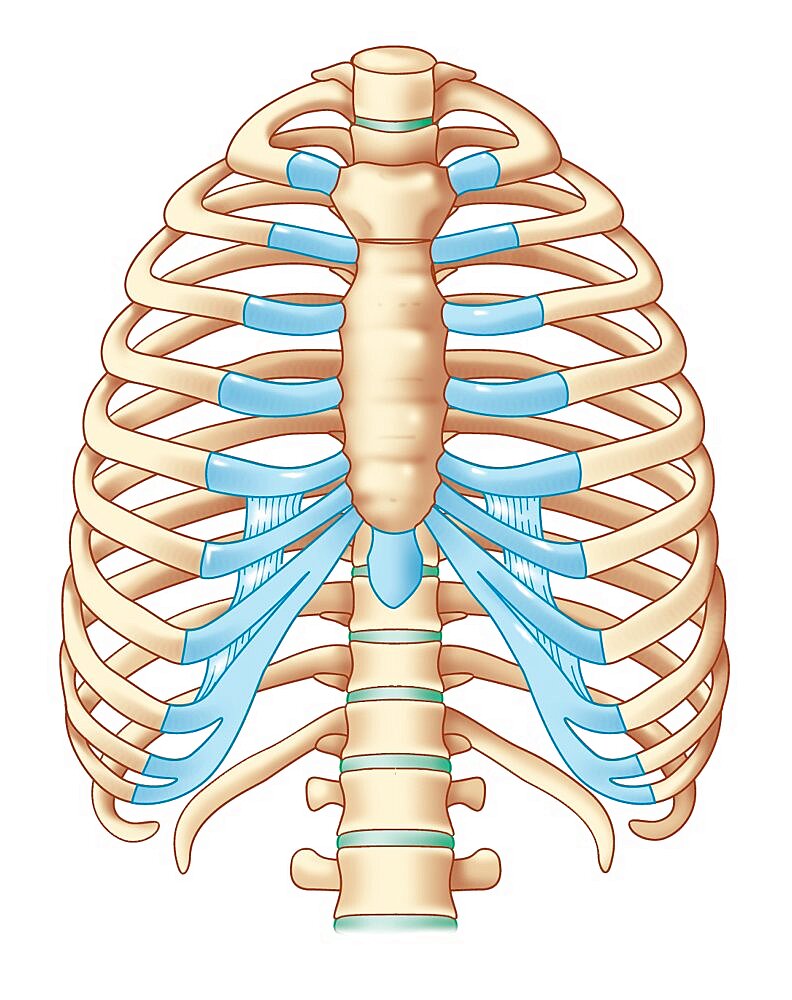 Rib, Drawing