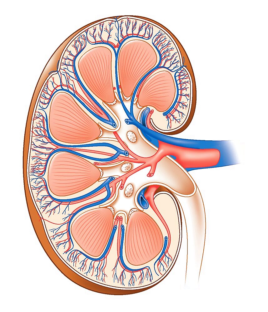 Kidney, Anatomy