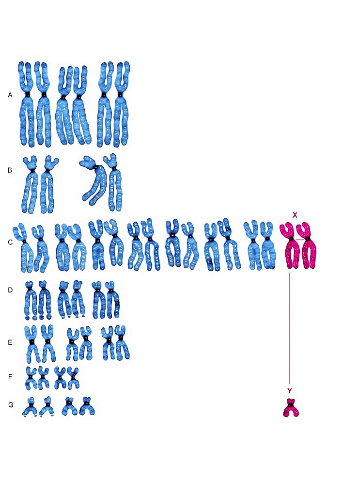 Karyotype