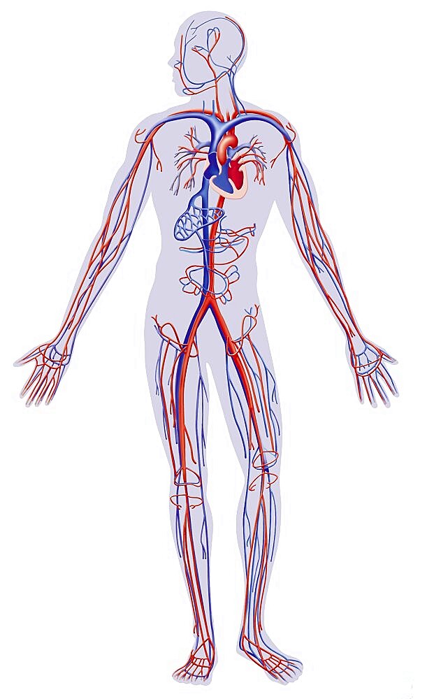 Blood Circulation, Illustration