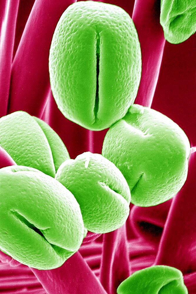 False Accacia Pollen, Sem