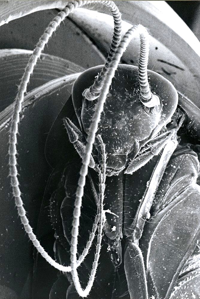 Cockroach, SEM