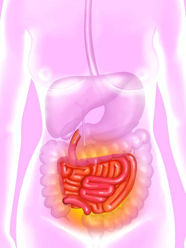 Small Intestine, Illustration