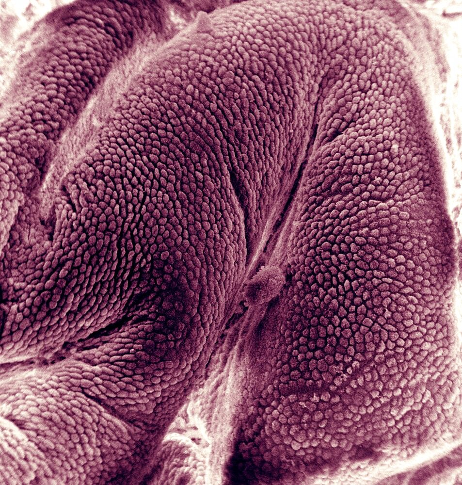 Gallbladder Mucosa of Guinea Pig, SEM