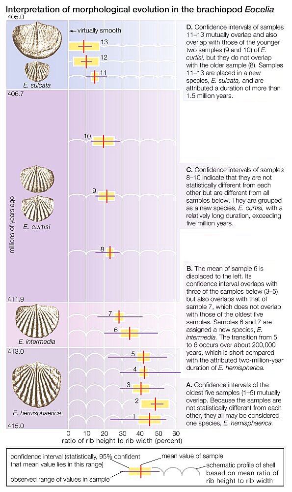 The evolution of the brachiopod Eocelia. The horizontal bars indicate the observed range of rib strength among fossilized finds.