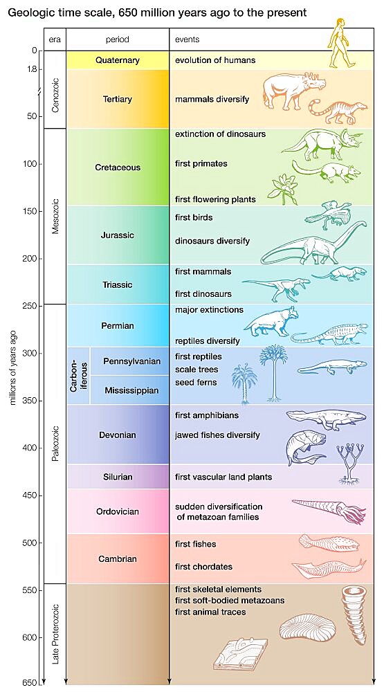 A geologic time scale shows major evolutionary events from 650 million years ago to the present.