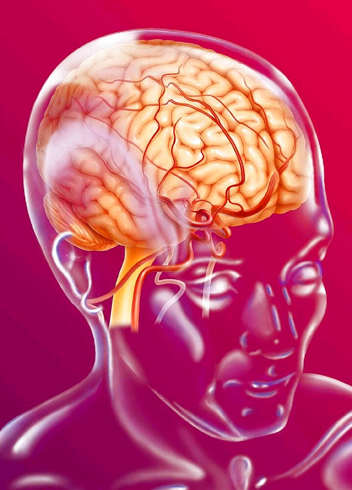 Superficial cerebral vascularization.