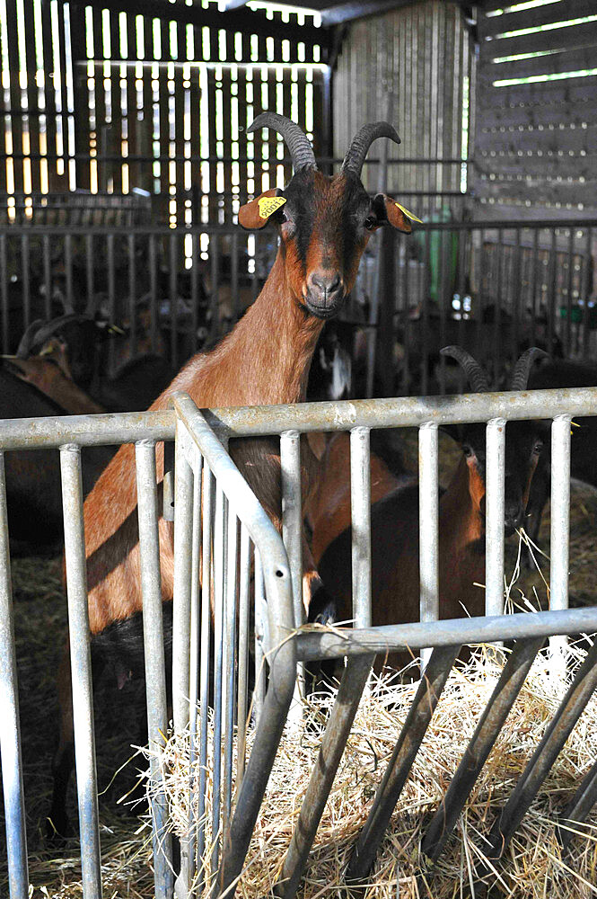 Former high-level sportsman Xavier Philippe has converted to goat farming and the manufacture and sale of fresh cheese, tomme cheese, cottage cheese, cheese, yogurt, organic milk