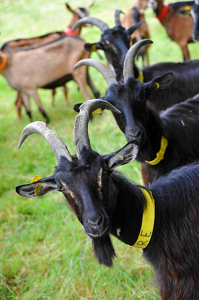 Former high-level sportsman Xavier Philippe has converted to goat farming and the manufacture and sale of fresh cheese, tomme cheese, cottage cheese, cheese, yogurt, organic milk