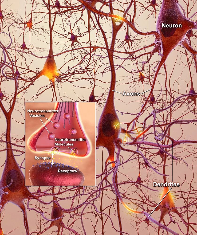 Neurons in the Brain