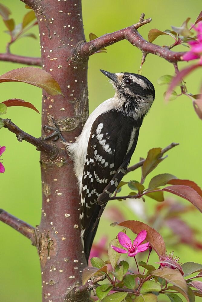 Hairy woodpecker