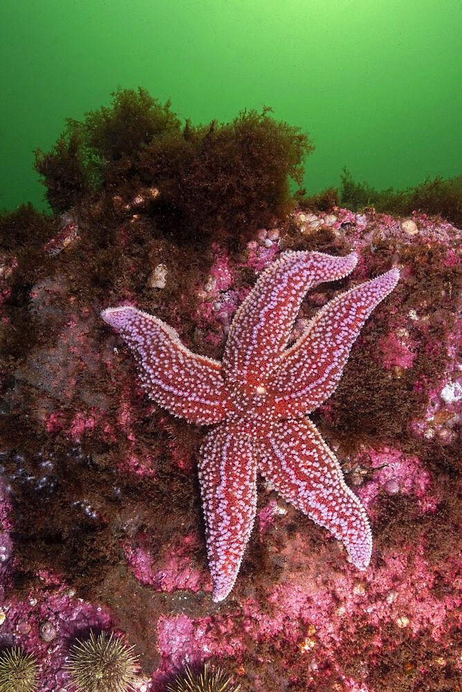 Northern Sea Star