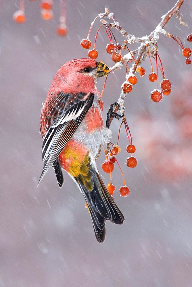 Pine Grosbeak