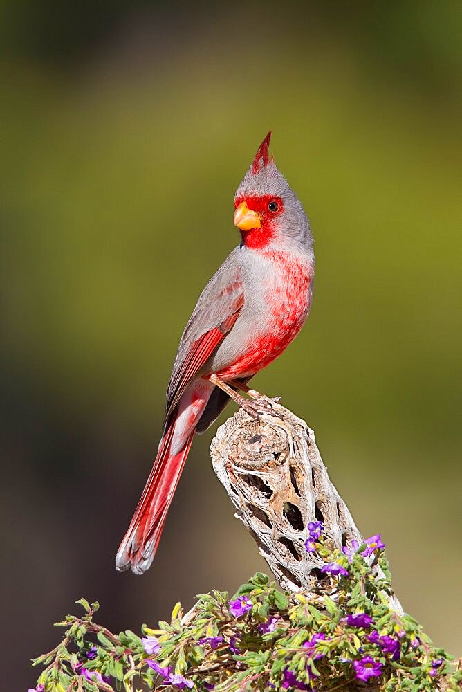 Pyrrhuloxia male