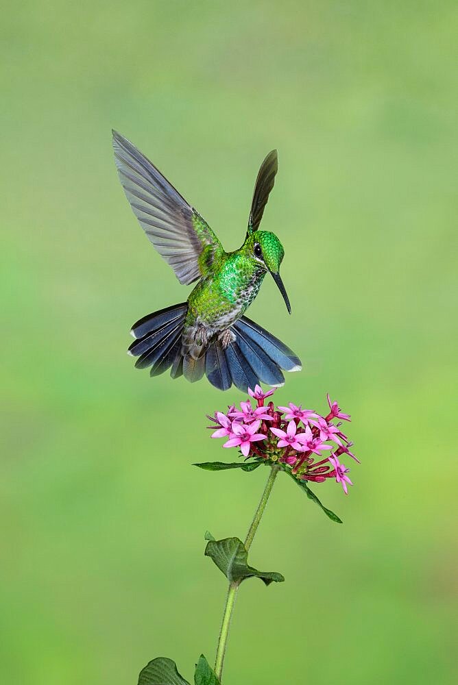 Green-crowned Brilliant