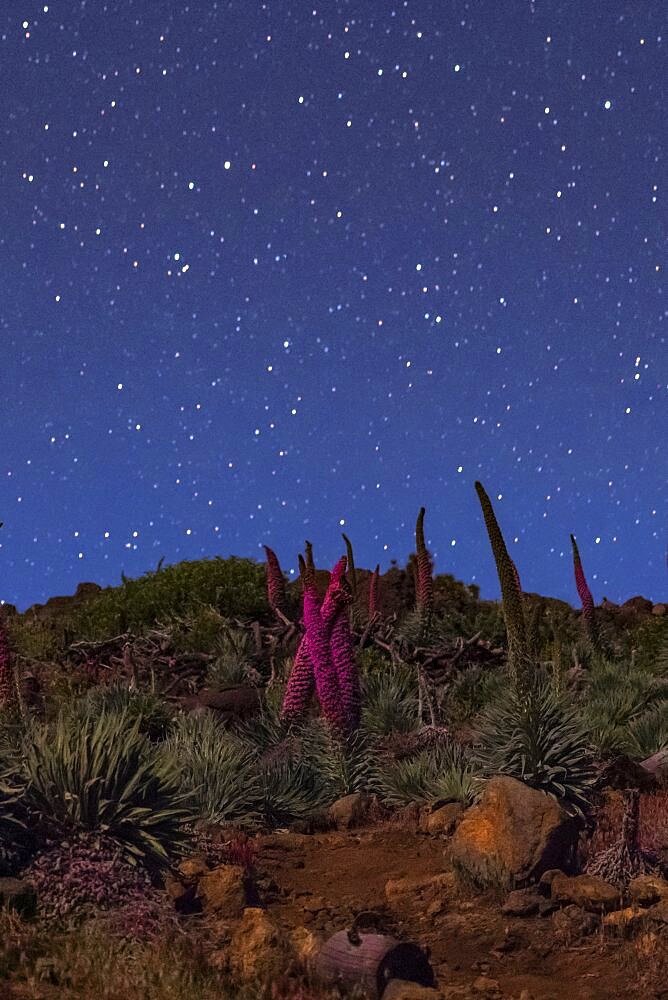 Echium wildpretii at Night, Canary Islands