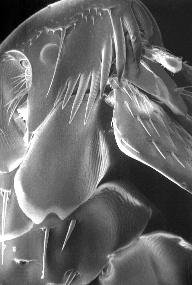 Flea, Siphonaptera, SEM