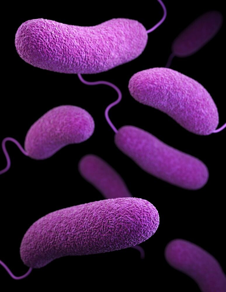 Vibrio parahaemolyticus Bacteria, 3D Model