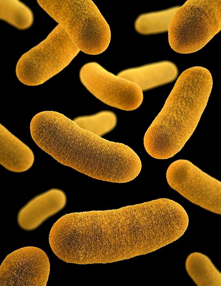 Yersinia enterocolitica Bacteria, 3D Model