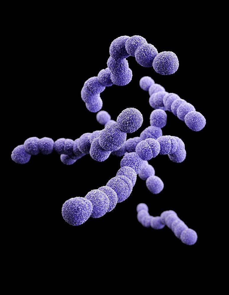 Streptococcus agalactiae, 3D Model