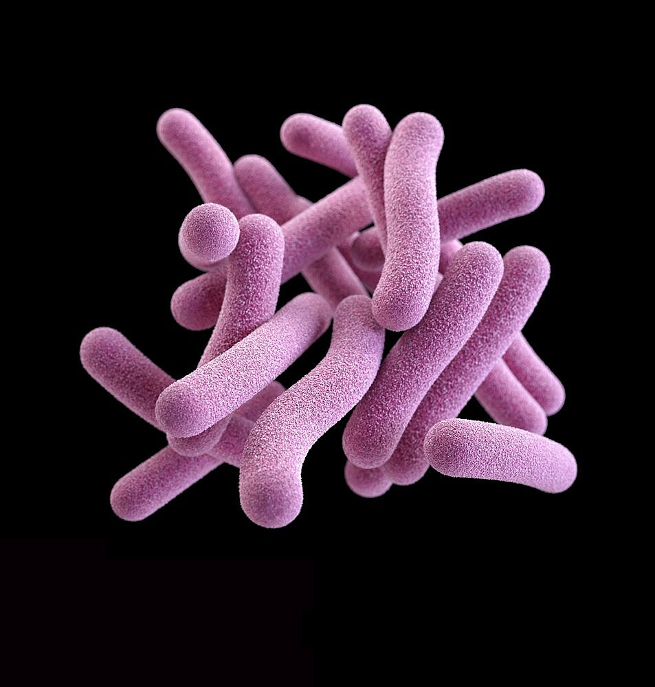 Tuberculosis, 3D Model