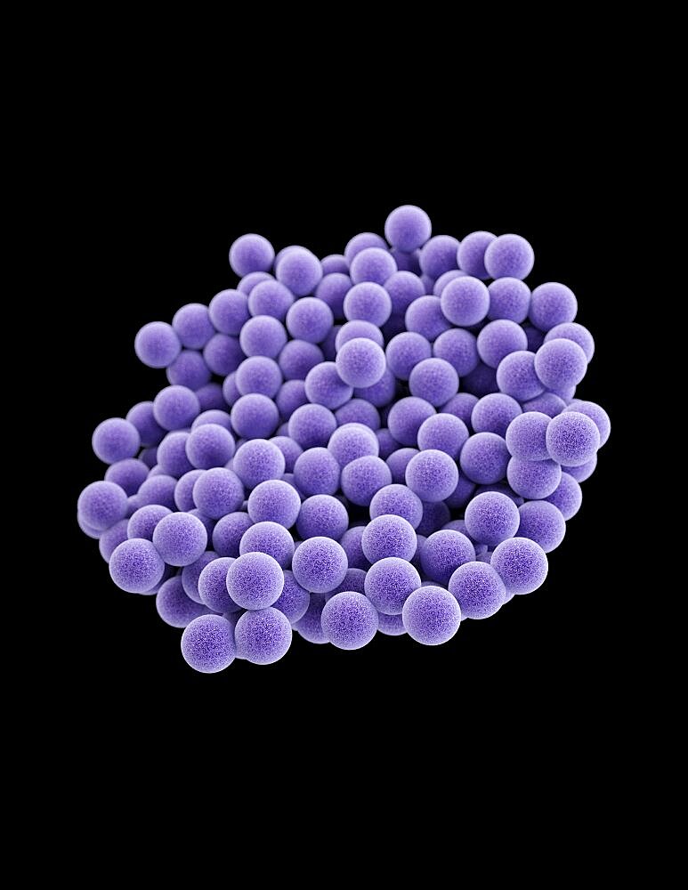 MRSA, Staphylococcus aureus Bacteria