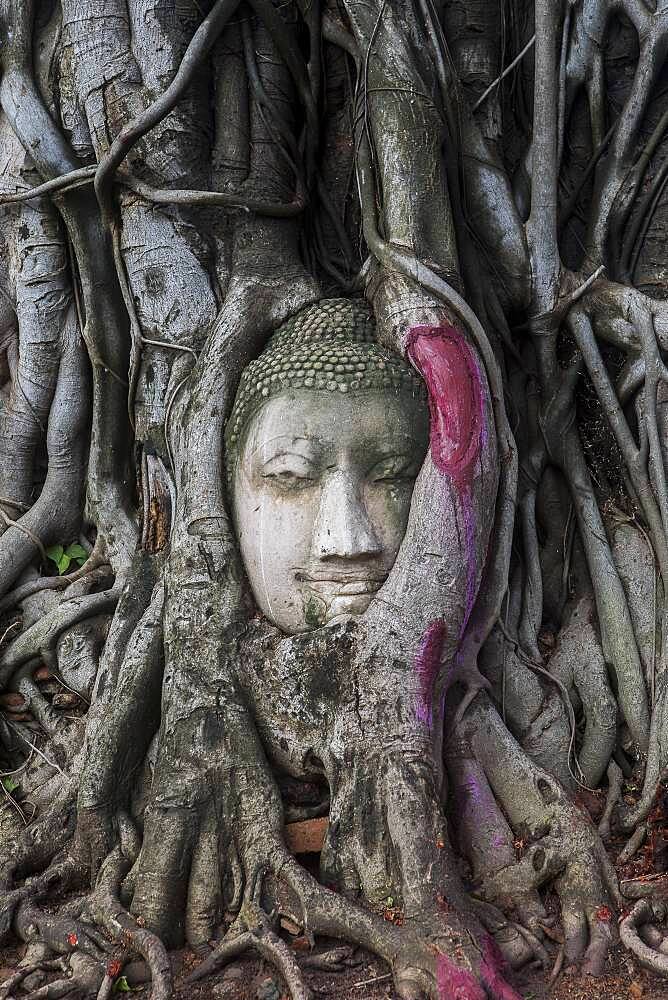 Buddha head in banyan tree roots at Wat Mahathat temple, in Ayutthaya, Thailand